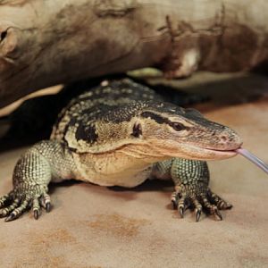 monitor lizard showing tongue
