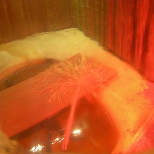 summer 2012 Chinese alligator Exhibit