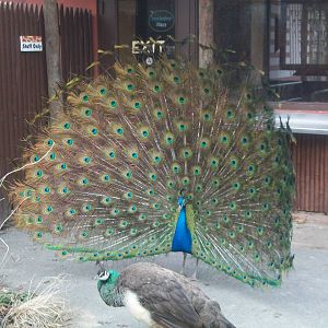 summer 2012 Peacock with Peahen
