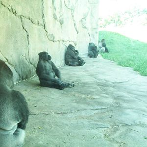 The Gorilla Gang summer 2010