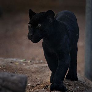 5 month black jaguar