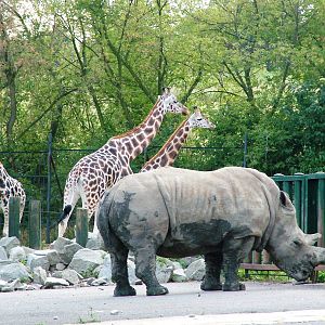 Giraffe/Rhino/Antelope House at Usti, 29/08/12
