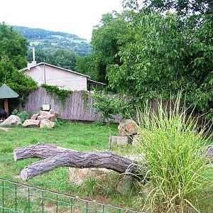 Peccary Paddock at Usti, 29/08/12