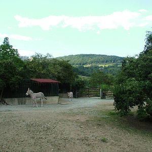 Wild Ass Paddock at Usti, 29/08/12