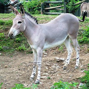 Somali Wild Ass at Usti, 29/08/12