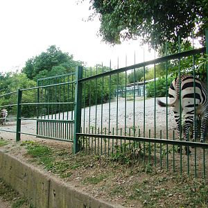 Zebra Paddock at Usti, 29/08/12