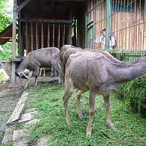 White-lipped Deer Feeding at Usti, 29/08/12