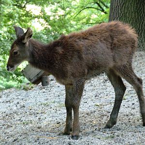 White-lipped Deer at Usti, 29/08/12