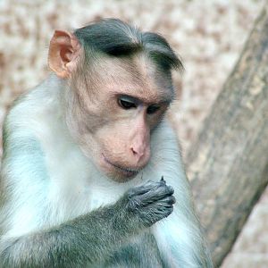 Bonnet Macaque at Usti, 29/08/12