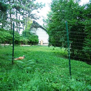 Maned Wolf Paddock at Usti, 29/08/12