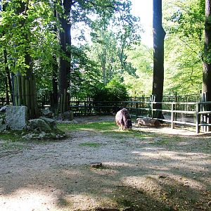 Musk Ox Exhibit at Liberec, 28/08/12