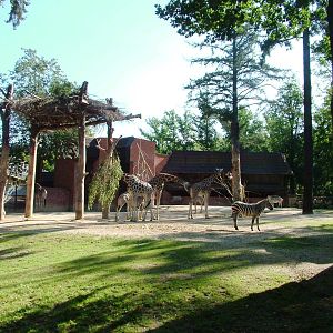 Giraffe and Zebra Paddock at Liberec, 28/08/12