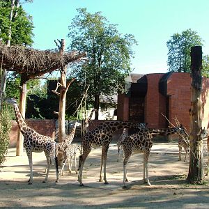 Giraffe and Zebra Paddock at Liberec, 28/08/12