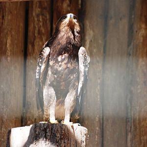 Lesser Spotted Eagle at Liberec, 28/08/12