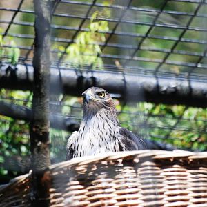 Bonnelli's Eagle at Liberec, 28/08/12