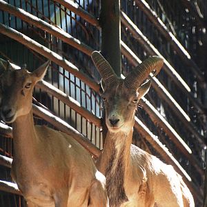 Bukhara Urials at Liberec, 28/08/12