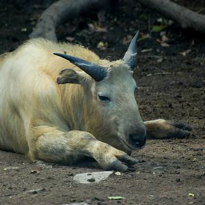 Golden Takin at Liberec, 28/08/12