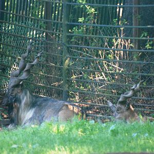 Turkmenian Markhor at Liberec, 28/08/12