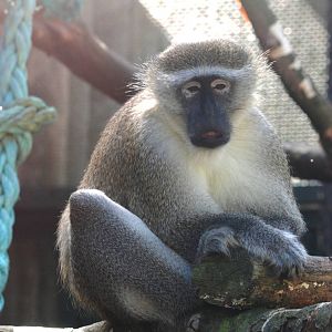 Green Monkey at Liberec, 28/08/12