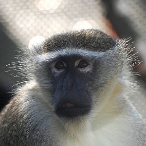 Green Monkey at Liberec, 28/08/12