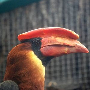 Luzon Rufous Hornbill at Liberec, 28/08/12