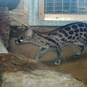 Large-spotted (Blotched) Genet at Liberec, 28/08/12