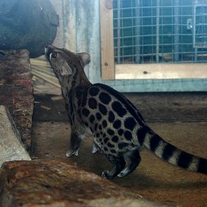 Large-spotted (Blotched) Genet at Liberec, 28/08/12
