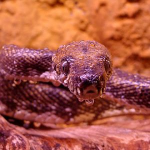 Corallus hortulanus cookii