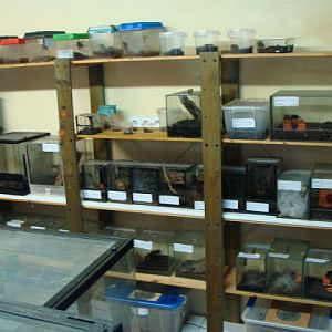 Invertebrates on the back