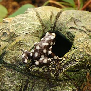 Excidobates mysteriosus (apart from the exhibition)