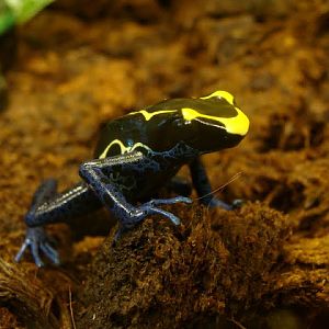 Dendrobates tinctorius (apart from the exhibition)