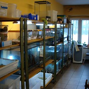 Containers of reptiles on the back