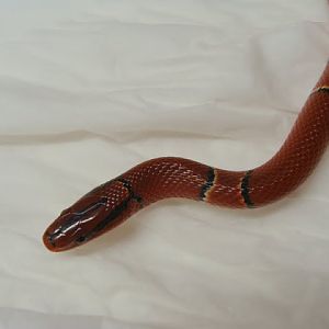 Oreocryptophis porphyraceus coxi (apart from the exhibition)