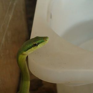 Gonyosoma oxycephala (apart from the exhibition)