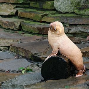 Rubio the albino fur seal