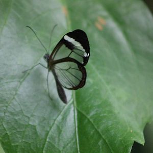 glaswinged butterfly