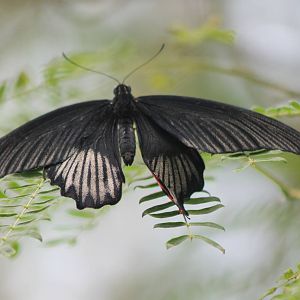 Papilio species