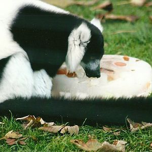 Black and White Ruffed Lemur 1st November 2012