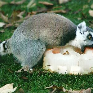 Ring-tailed Lemur 1st November 2012