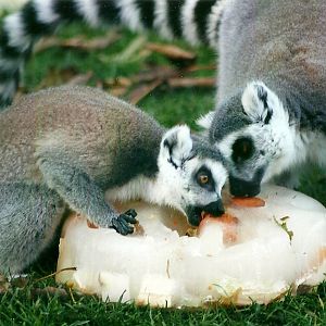 Ring-tailed Lemurs 1st November 2012