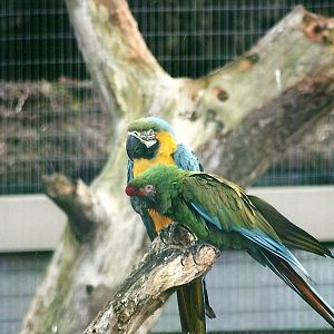 Military Macaw, and Blue and Yellow Macaw 1st November 2012