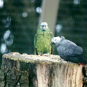 African Grey Parrot and Blue-fronted Amazon 1st November 2012