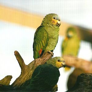 Orange-winged Amazons 1st November 2012