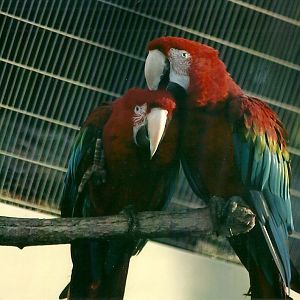 Green-winged Macaws 1st November 2012