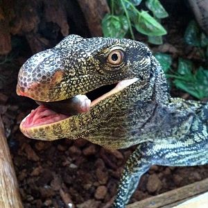 Varanus salvadorii  - young female, pose with exhibition