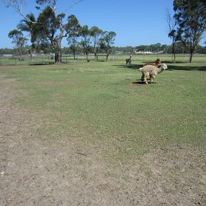Alpaca yard
