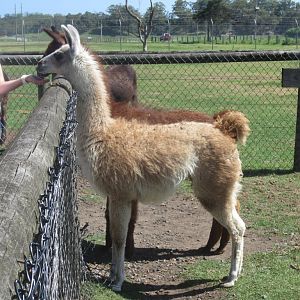 Alpaca/Llama that looks like a guanaco