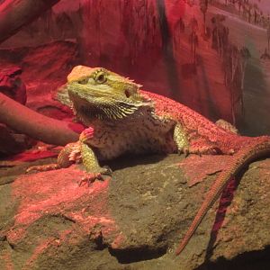 Inland Bearded Dragon
