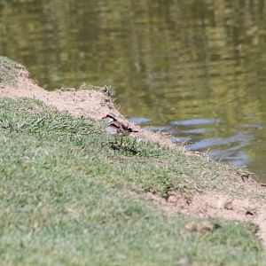 Black-fronted Dotterel (wild)