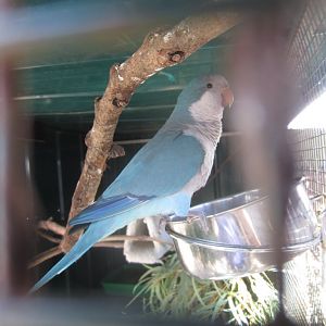 Blue Monk Parrot